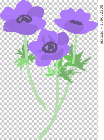 アネモネの花のイラスト アネモネの花のイラスト 136032208