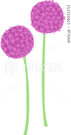 アリウムの花のイラスト アリウムの花のイラスト 136032252