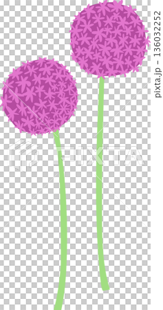 アリウムの花のイラスト アリウムの花のイラスト 136032252