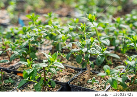 Young Seedlings Cultivation, Green Plant Sprout in black pot. New Life Concept, Gardening Young Seedlings Cultivation, Green Plant Sprout in black pot. New Life Concept, Gardening 136032425