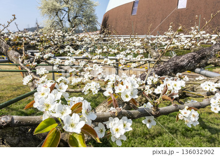 なしっこ館 に咲く二十世紀梨の花 なしっこ館 に咲く二十世紀梨の花 136032902