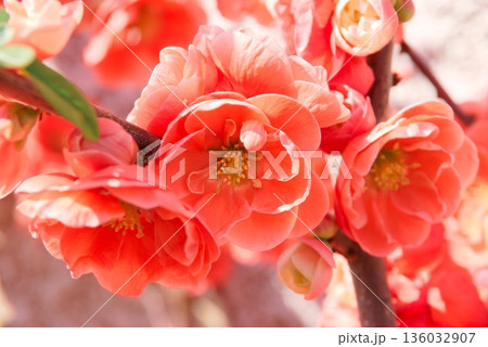 ボケのクローズアップ 136032907