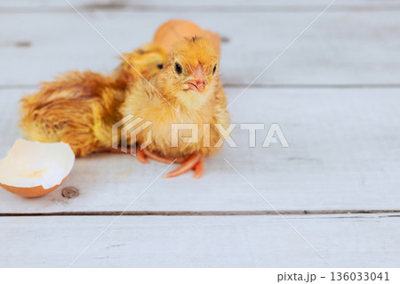 Newly hatched chick sits next to broken eggshell It looks around curiously. Newly hatched chick sits next to broken eggshell It looks around curiously. 136033041