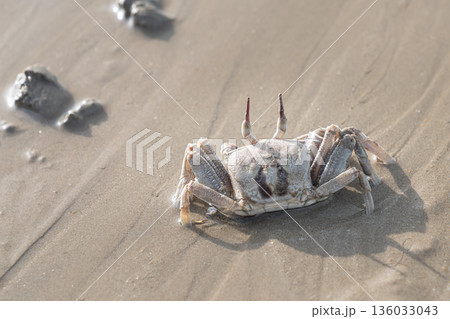Sand crab ghost on the seashore, walking on wet sand in the sunlight, the concept of wildlife, coast and marine ecosystem. High quality photo Sand crab ghost on the seashore, walking on wet sand in the sunlight, the concept of wildlife, coast and marine ecosystem. High quality photo 136033043