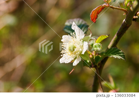 野イチゴの花　クサイチゴ 136033084