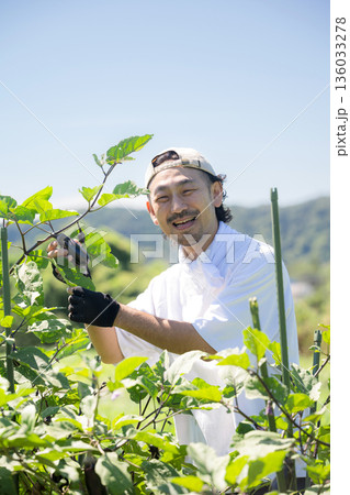 畑で野菜を収穫する愛でる男性 農家や農業で働くする人のイメージカメラ目線 畑で野菜を収穫する愛でる男性 農家や農業で働くする人のイメージカメラ目線 136033278