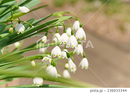 スノーフレークの接写 136033344