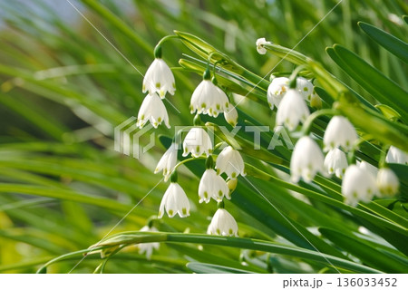 スノーフレークの接写 136033452