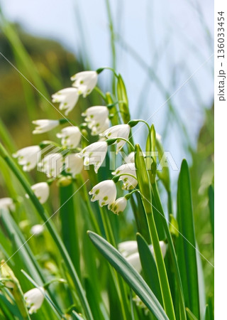 スノーフレークの接写 136033454