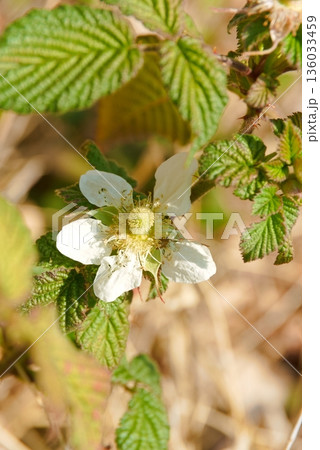 野イチゴの花　クサイチゴ 136033459