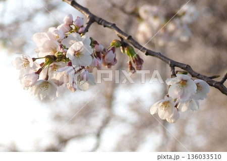 春の日差しを浴びる桜 136033510