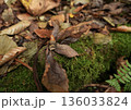 苔むした倒木の上に落ちたどんぐりと秋の落ち葉 136033824