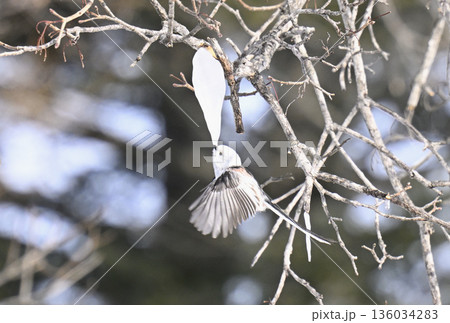ホバリングする雪の妖精シマエナガ 136034283