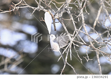 ホバリングする雪の妖精シマエナガ 136034291