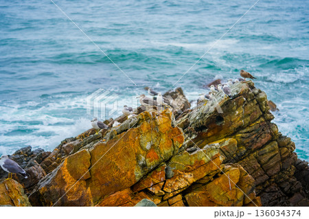 Seagulls sits on the rock, East sea. South Korea Seagulls sits on the rock, East sea. South Korea 136034374