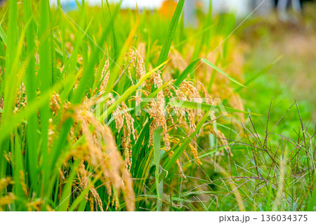 Rice. A large area of rice seedlings growing in the fields of Korea. Autumn 136034375