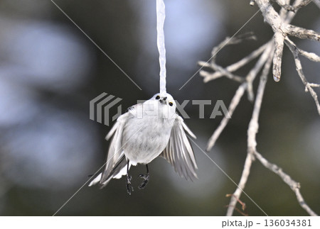 ホバリングする雪の妖精シマエナガ 136034381