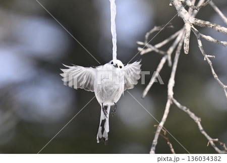 ホバリングする雪の妖精シマエナガ 136034382