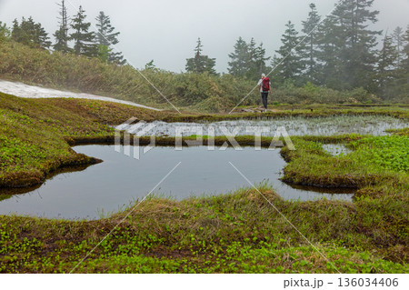 霧に煙る会津駒ヶ岳稜線の湿原と登山者 136034406