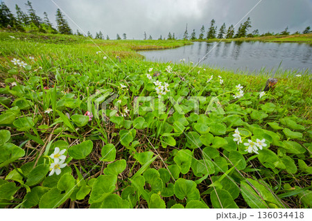 ミツガシワ咲く初夏の会津駒ヶ岳稜線・中門池 136034418