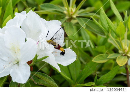 ツツジに訪れる蛾 ツツジに訪れる蛾 136034454