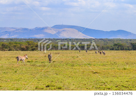 Herd of zebras in savanna in Serengeti national park in Tanzania. Wildlife of Africa Herd of zebras in savanna in Serengeti national park in Tanzania. Wildlife of Africa 136034476