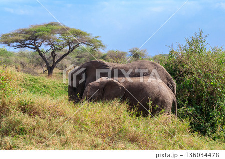 Pair of african elephants in savanna in Serengeti National park in Tanzania 136034478