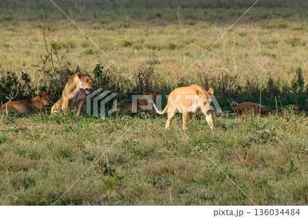 Pride of lions (Panthera leo) in savannah in Serengeti national park, Tanzania 136034484