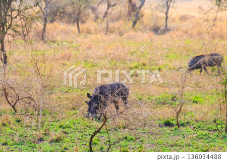 Common warthog (Phacochoerus africanus) in savanna in Serengeti national park, Tanzania Common warthog (Phacochoerus africanus) in savanna in Serengeti national park, Tanzania 136034488