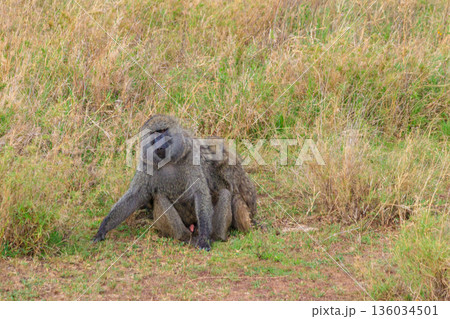 Pair of Olive Baboons (Papio anubis) sitting together on a ground in savanna in Serengeti national park, Tanzania Pair of Olive Baboons (Papio anubis) sitting together on a ground in savanna in Serengeti national park, Tanzania 136034501