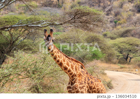 Giraffe in savanna in Serengeti national park in Tanzania. Wild nature of Tanzania, East Africa 136034510