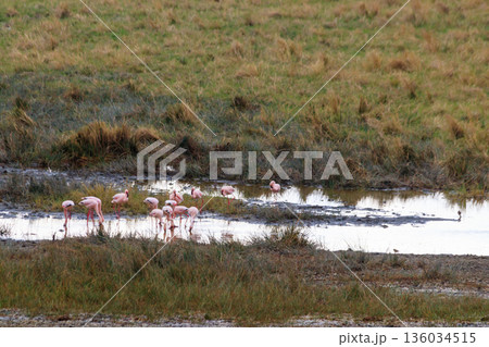 Lesser flamingo (Phoeniconaias minor) in Ngorongoro crater national park in Tanzania. Wildlife of Africa Lesser flamingo (Phoeniconaias minor) in Ngorongoro crater national park in Tanzania. Wildlife of Africa 136034515