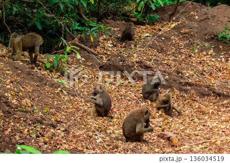 Group of olive baboons (Papio anubis), also called the Anubis baboons, in Lake Manyara National Park in Tanzania 136034519