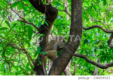 Olive baboon (Papio anubis), also called the Anubis baboon, on a tree in Lake Manyara National Park in Tanzania 136034521