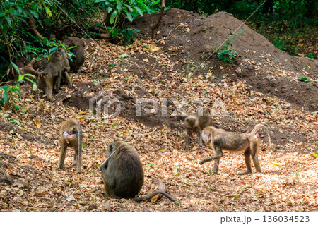 Group of olive baboons (Papio anubis), also called the Anubis baboons, in Lake Manyara National Park in Tanzania 136034523