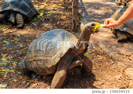 Person hand feeding aldabra giant tortoise on Prison island, Zanzibar in Tanzania Person hand feeding aldabra giant tortoise on Prison island, Zanzibar in Tanzania 136034533