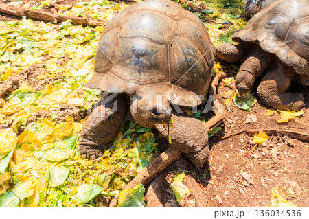 Pair of Aldabra giant tortoises on Prison island, Zanzibar in Tanzania Pair of Aldabra giant tortoises on Prison island, Zanzibar in Tanzania 136034536