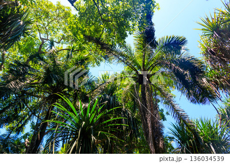 View of Jozani forest in Zanzibar, Tanzania 136034539