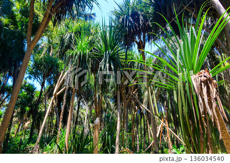 View of Jozani forest in Zanzibar, Tanzania View of Jozani forest in Zanzibar, Tanzania 136034540