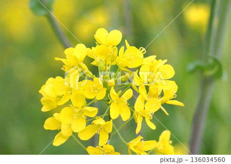 菜の花のある風景 菜の花のある風景 136034560