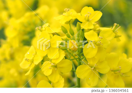 菜の花のある風景 136034561