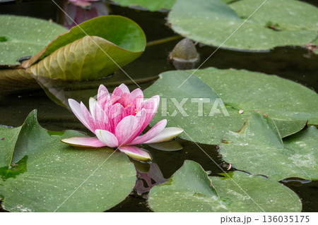スイレンの花と葉 スイレンの花と葉 136035175