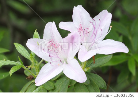 ツツジの花 ツツジの花 136035356