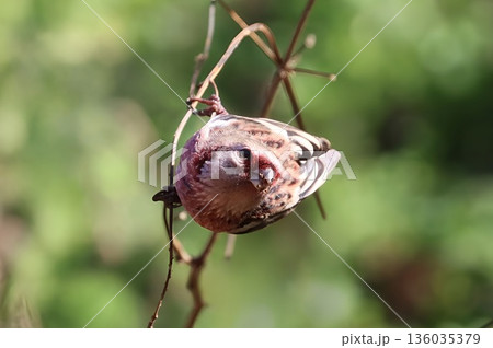 冬の林道に訪れたベニマシコ 136035379