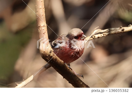 冬の林道に訪れたベニマシコ 136035382