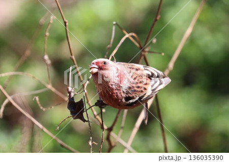 冬の林道に訪れたベニマシコ 136035390
