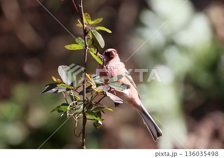 冬の林道に訪れたベニマシコ 136035498