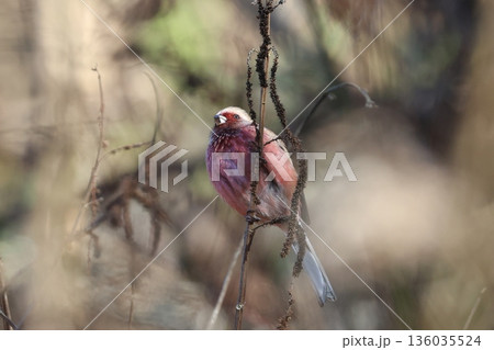冬の林道に訪れたベニマシコ 136035524