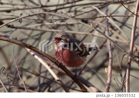冬の林道に訪れたベニマシコ 136035532