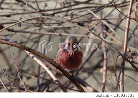 冬の林道に訪れたベニマシコ 136035533